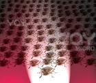 Picture for song '5. Stink Bug Attack' by artist 'Fred Snider'