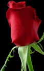 Picture for song 'YOUR SWEET LOVE' by artist 'Mackie Humphries'