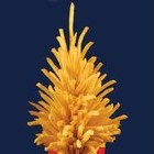 Picture for song 'Christmas At McDonald's' by artist 'Max DeGroot'