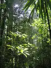 Picture for song 'Jungle Bubbling Demo' by artist 'MazterJay'