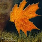 Picture for song 'That October Day' by artist 'Nathan Skoczylas'