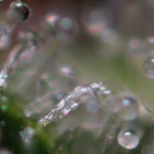 Picture for song 'Trichomes' by artist 'SONZOO'