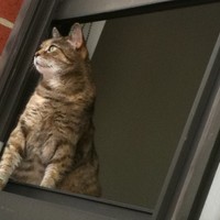 Picture for song 'Thing For You' by artist 'Test VIP Account'