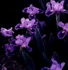 Picture for song 'Purple Flowers' by artist 'TheRealJayAllen'