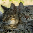 Picture for song 'you're fantastic baby' by artist 'Xani Ranger'