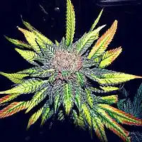 Picture for song 'High (FREE D/L)' by artist 'DNKYKONG BEATZ'