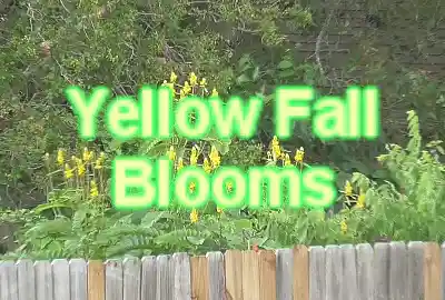Picture for song 'Yellow Fall Blooms' by artist 'Jesse De La O'