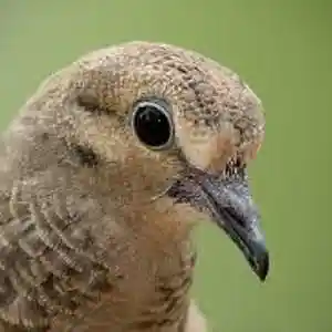 Picture for song 'Mourning Dove' by artist 'Johanna Renfro'