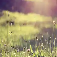 Picture for song 'Summer Haze ' by artist 'Ford Beatz'