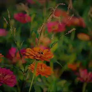 Picture for song 'Annual Flowers' by artist 'MUSASHI BOSS PLAYAZ'