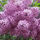 Picture for song 'MADELEINE, L'EXPLICATION' by artist 'Jean Custeau'