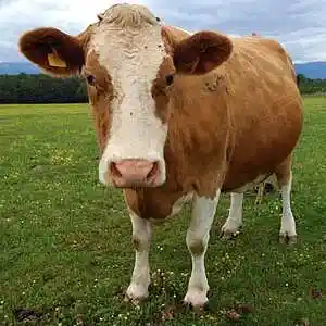 Picture for song 'Love Me ‘Til The Cows Come Home' by artist 'Jeremy Castle (Jer)'