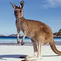 Picture for song 'Kangaroo' by artist 'Sizzorfite'