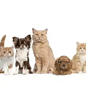 Picture for song 'Gulliver' by artist 'APE LITTLE BEATS'