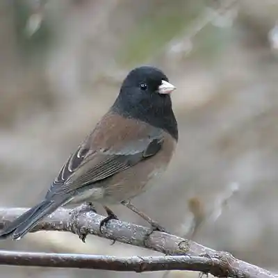 Picture for song 'A Lost Chance (S737,Mvt3)' by artist 'FranklinEMorris'