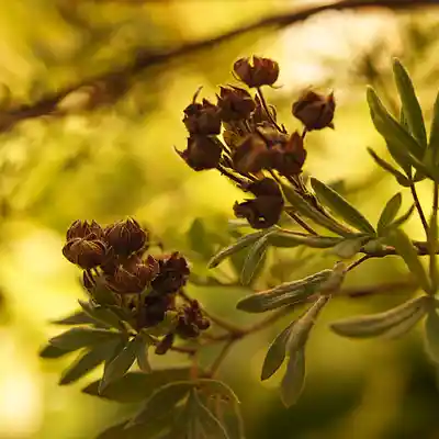 Picture for song 'Autumn Flower (Part I)' by artist 'Paraxy'z'