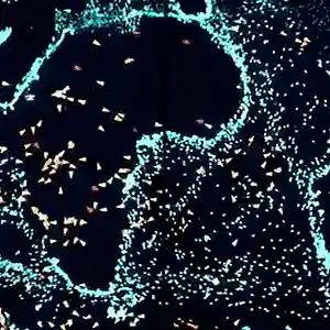 Picture for song 'the refraction band snippert' by artist 'Roger mc'