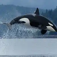 Picture for song 'Whales Breeching' by artist 'Koto Jazz'