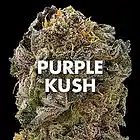 Picture for song 'Zooted ~Young Tuck ft 206 A$$A$$IN' by artist '206 ASSASSIN'