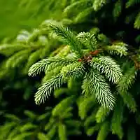 Picture for song 'Evergreen' by artist 'Bodetoad'