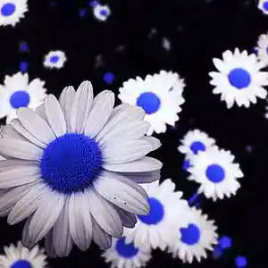 Picture for song 'Beyond Singapore: Daisy Blues Session' by artist 'paul gorman and the hypnotist collectors'