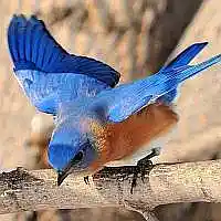 Picture for song 'BLUE BIRD' by artist 'Alexis VAN EECKHOUT'