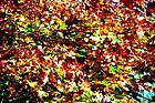 Picture for song 'Herbsttraum' by artist 'Lafleur Ylanoire'
