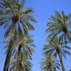 Picture for song 'Palm Trees In The Sunshine (R&B) *Quiet*' by artist 'AndrewX'