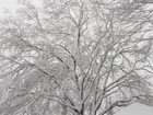 Picture for song 'NoMoSno' by artist 'clayville'