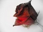 Picture for song 'Petals From A Dead Rose *Free Lease*' by artist 'Crysiss Beats'