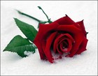 Picture for song 'Roses in The Snow' by artist 'John Mc Grenra'