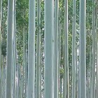 Picture for song 'Eucalyptus Blues' by artist 'Mikejazz'