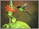 Picture for song 'sweet jamaica-sherlock Andy' by artist 'moziah house'