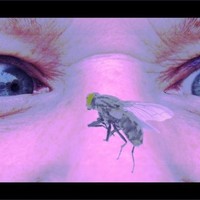 Picture for song 'A Fly in your Eye' by artist 'Peter Kosta's Galaxy Rock Band'