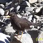 Picture for song 'STEPPEN MOON o Silver Wolf.mp3' by artist 'Pulenta'