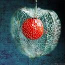 Picture for song 'Prisoner (NZ)' by artist 'Rayon Vert'