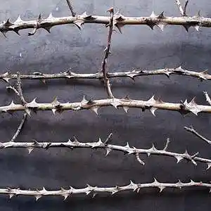 Picture for song '"Thorny Path" Japanese Sample Type Beat' by artist 'Sample Type Beats'