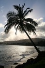 Picture for song 'Aloha-O' by artist 'The Song Factory'