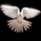 Picture for song 'black aces label (HAPPY SUNDAY TAG)' by artist 'wishful aka (sane)'