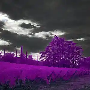 Picture for song '"Bunky" Beat for Sale' by artist 'whoDeanyBeatz'