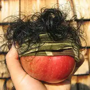 Picture for song 'Rambo First Blood Theme' by artist 'Previous Signs of Decay'