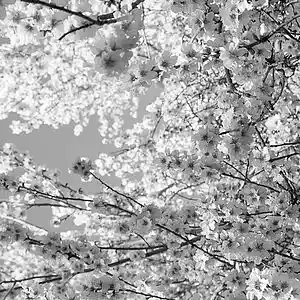 Picture for song 'Hell-Bound' by artist 'ProdBP'