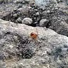 Picture for song 'The Hidden Wounded Deepest Heart' by artist 'Charly'