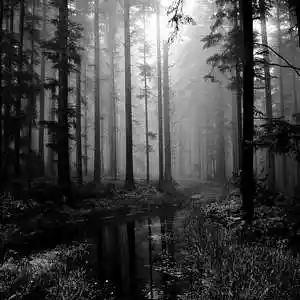 Picture for song 'FOREST THEME "free download"' by artist 'Le Black James on the Track'