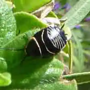 Picture for song 'Played Better Blues' by artist 'tichphillips'