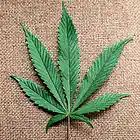 Picture for song 'L. Ace' by artist 'Uncle Ace Ha'