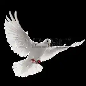 Picture for song 'Flying Away' by artist 'Bryan David Knight'