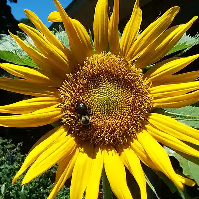 Picture for song 'Cryin' by artist 'Cevin Clay'