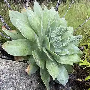 Picture for song 'Likeness' by artist 'Gagmesharkoff'