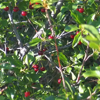 Picture for song 'PASTORALE: Look at Those Cherries!' by artist 'larry goodell'